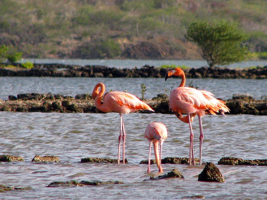 Dream Of The Green Flamingo Willibrordus Bagian luar foto