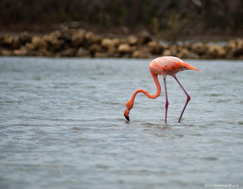 Dream Of The Green Flamingo Willibrordus Bagian luar foto